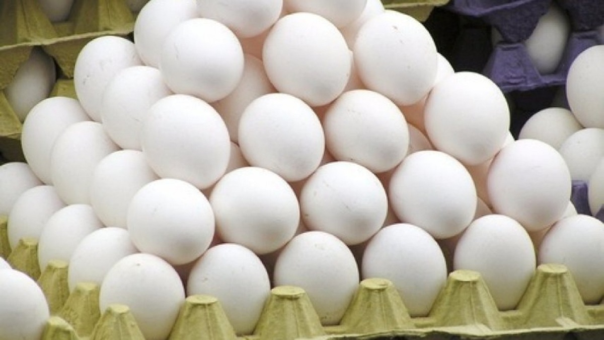 باشگاه خبرنگاران -افراد بالای ۵۰ سال روزانه چند عدد تخم مرغ مصرف کنند؟