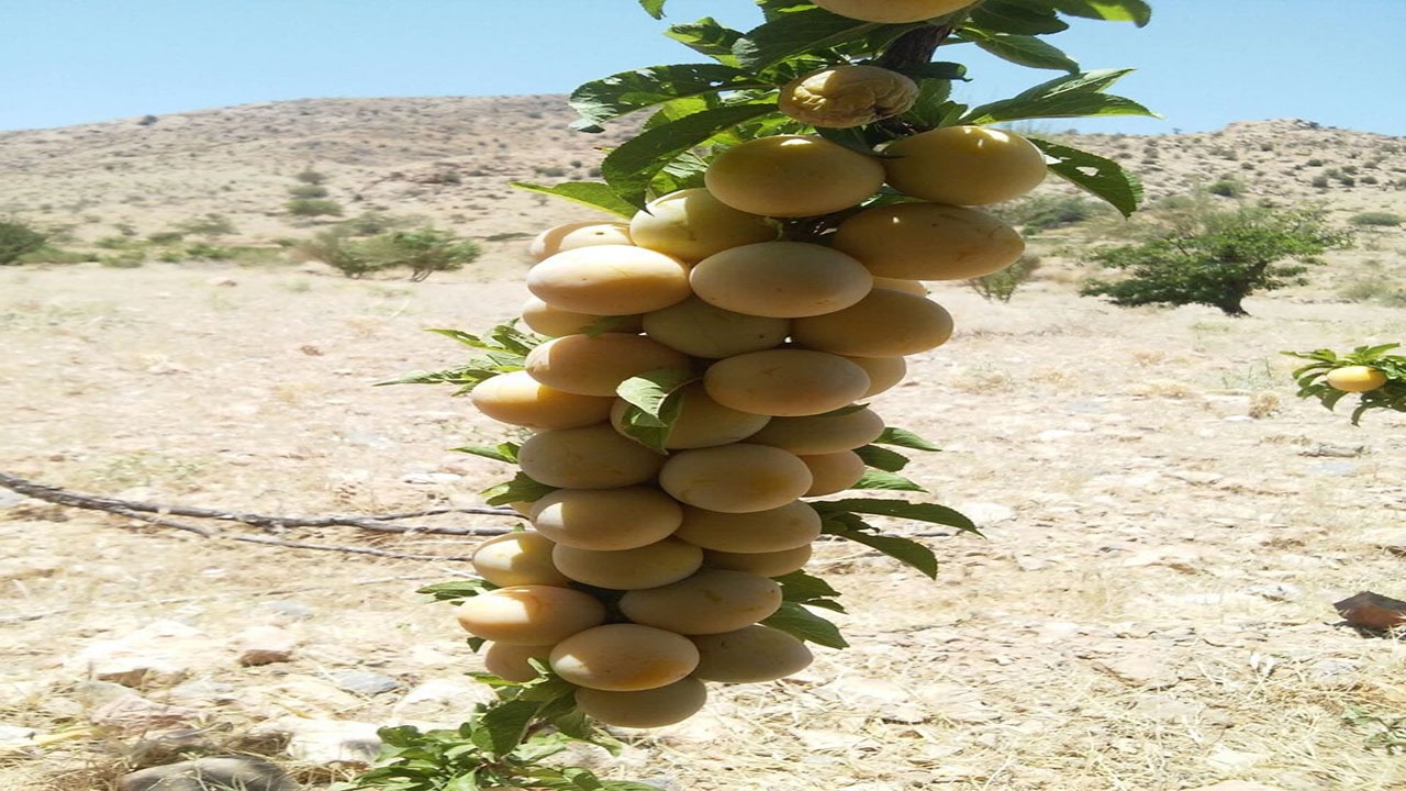 آلوبخارا