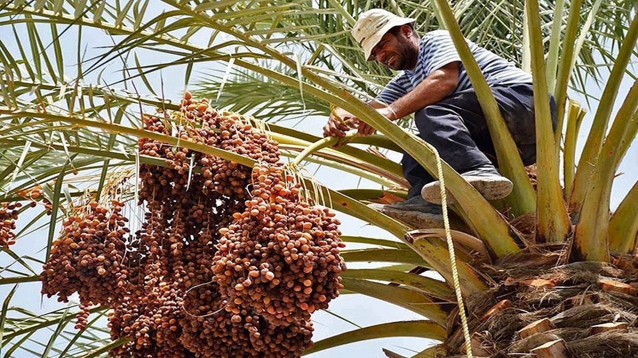 پیش بینی برداشت بیش از ۱۹۶ هزار تن خرما در هرمزگان