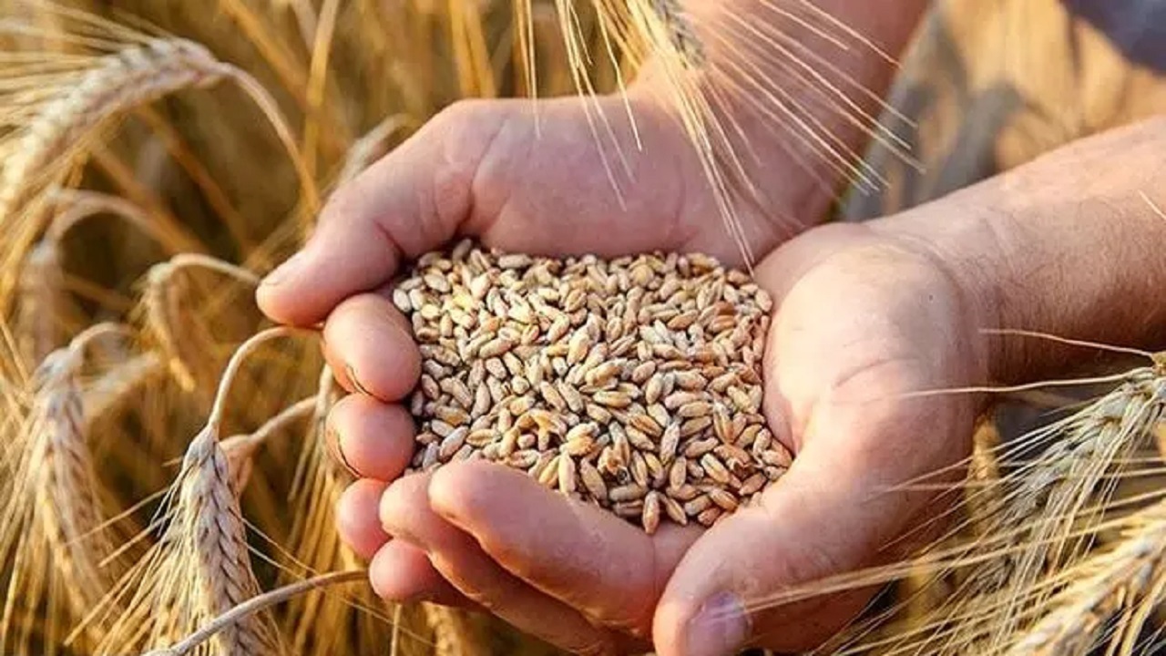 گندمکاران کبودرآهنگی در انتظار پرداخت مطالبات