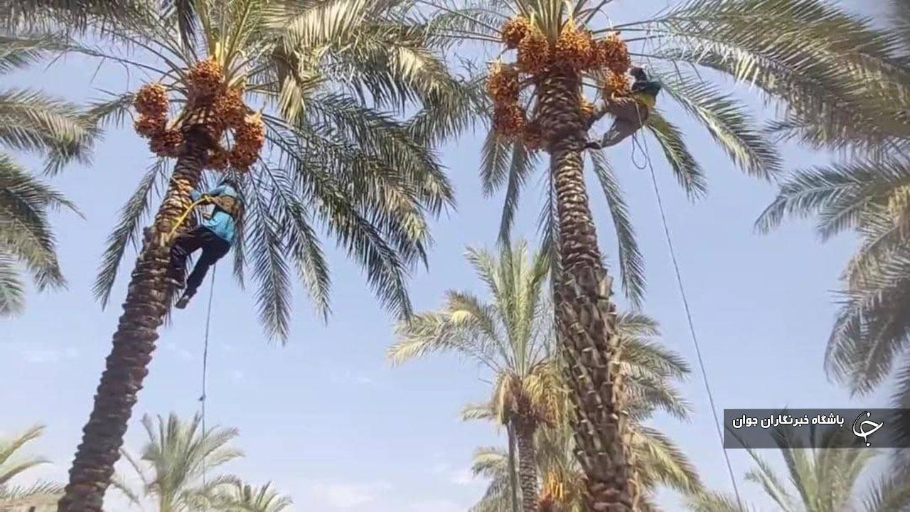 درخت خرما درخت خرما