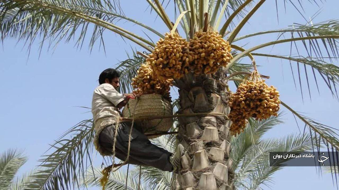 برداشت رطب از درخت نخل برداشت رطب از درخت نخل