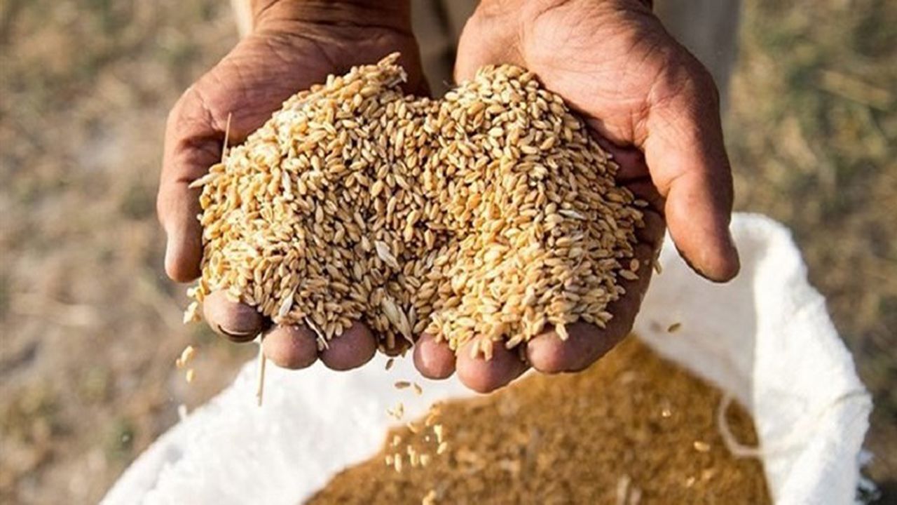 صدور گواهی برای بیش از ۵۰۰ هزارتن بذر گندم، جو و برنج در کشور