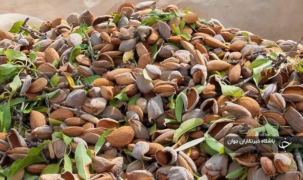 درآمد ۱۱۹ میلیارد ریالی باغداران بیضا از فروش بادام