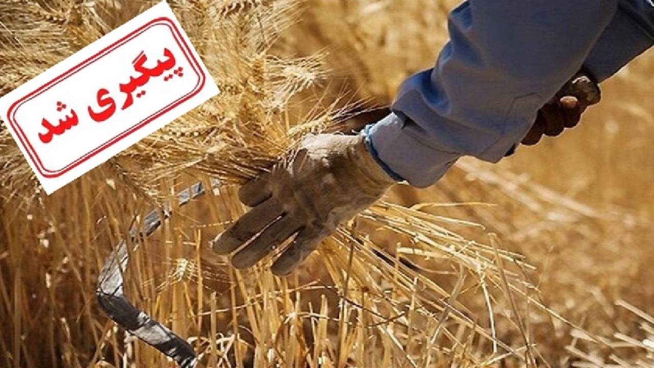 پرداخت ۷۷ درصد از مطالبات گندمکاران تاکنون