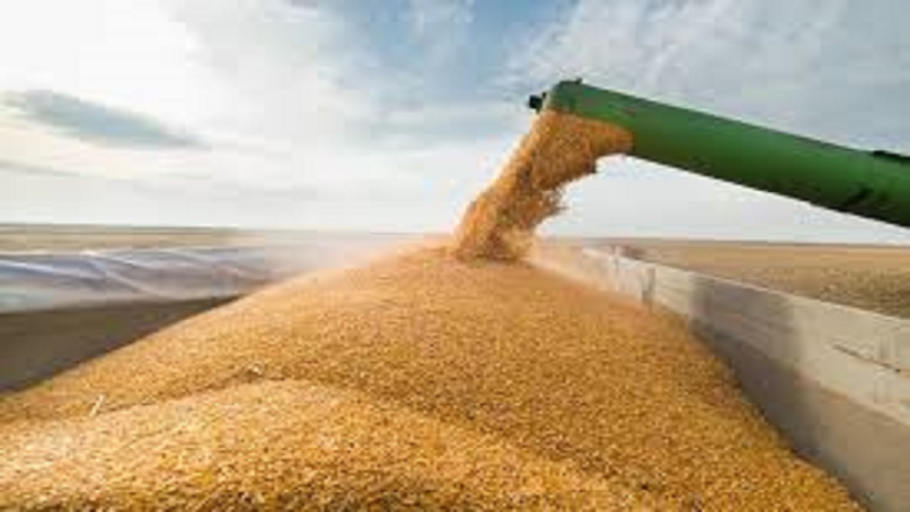پرداخت ۷۰ درصد از مطالبات گندمکاران استان اصفهان