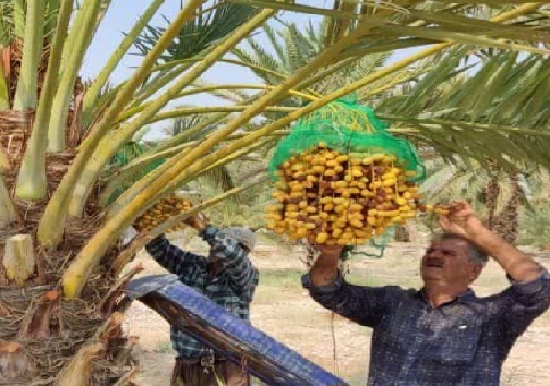 برداشت رطب