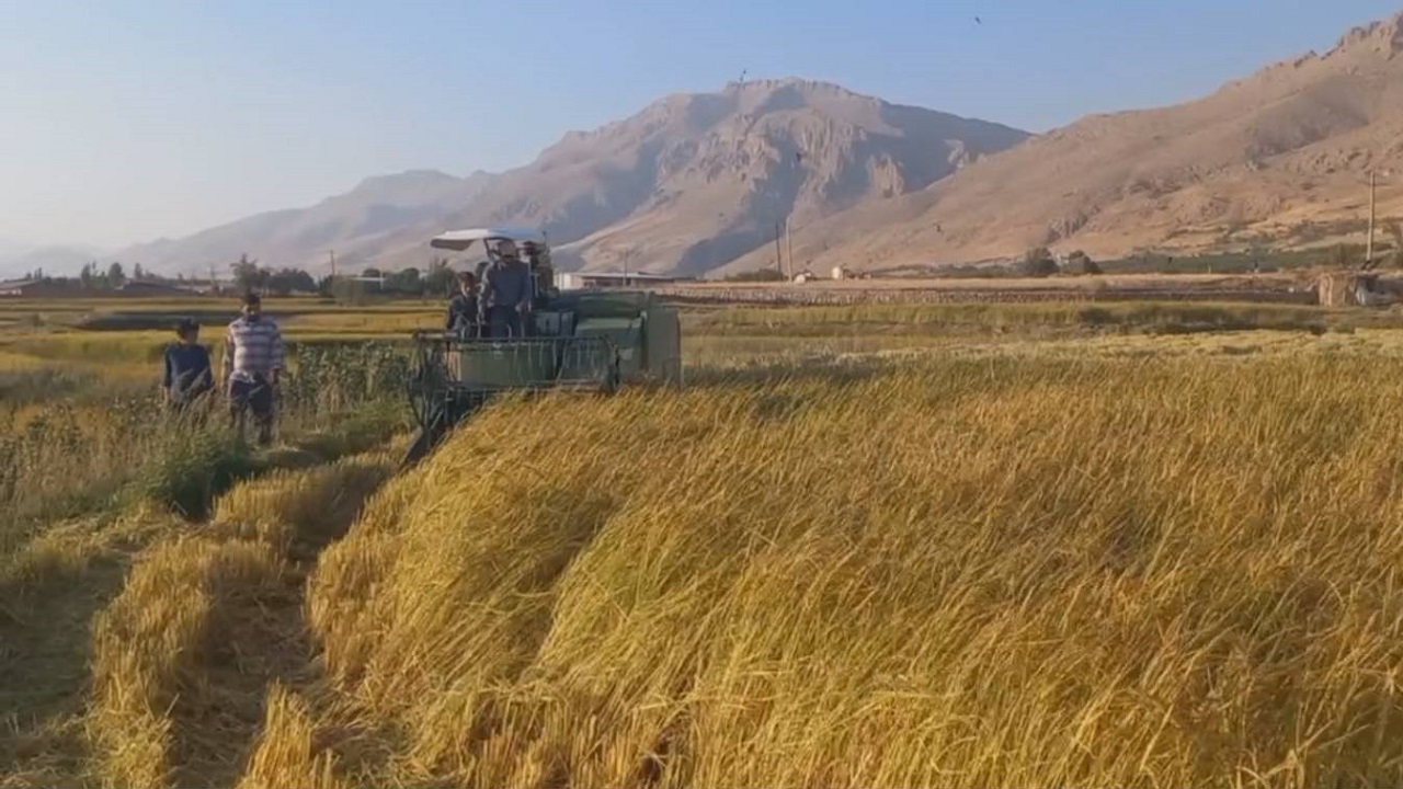 برداشت خوشه‌هایی برنج در شهرستان اردل + فیلم