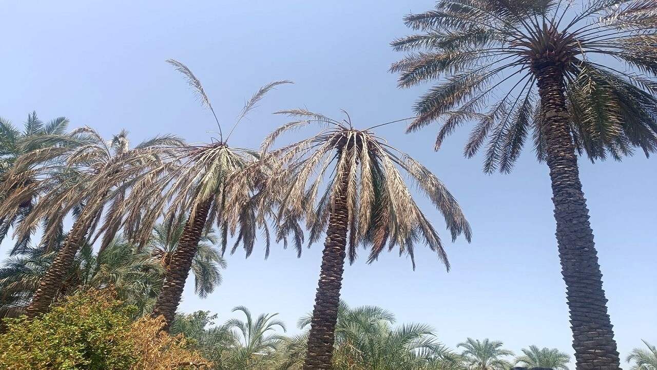 نابود شدن ۵۶ درصد خرمای جنوب کرمان/ دست استمداد به سوی تهران