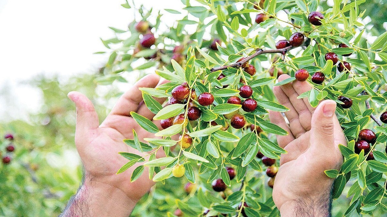 آمادگی جهاد دانشگاهی خراسان جنوبی برای تدوین سند ملی توسعه عناب