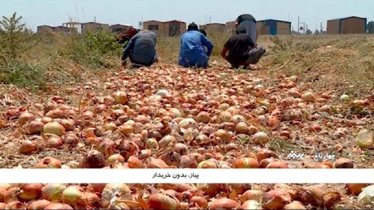 مشکل پیازکاران چهارباغ برای فروش محصولاتشان