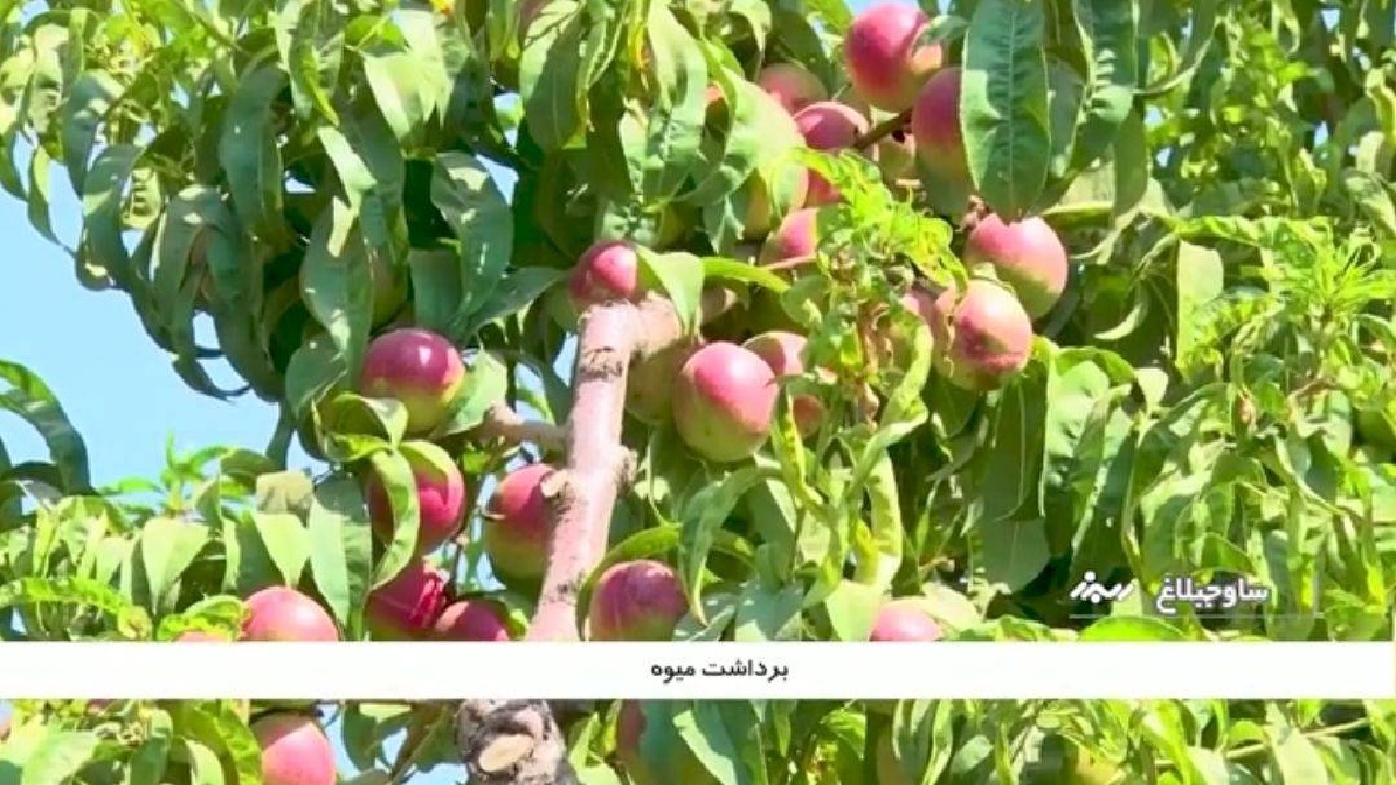 پیش بینی تولید ۱۷۰ هزار تن میوه هسته دار در ساوجبلاغ
