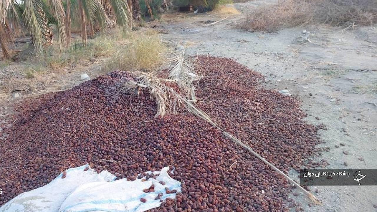 خسارت ۳ هزار میلیارد تومانی طوفان به بخش کشاورزی جنوب کرمان + فیلم و تصاویر