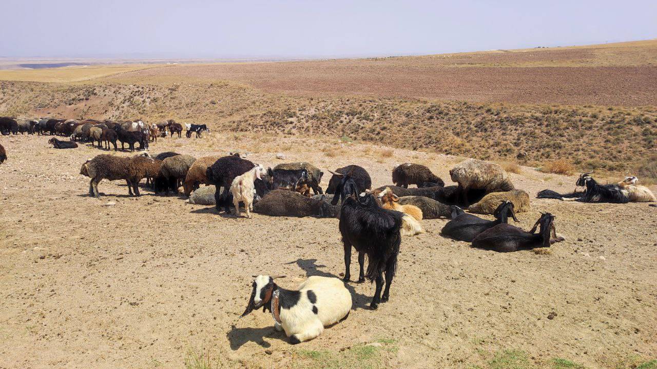 گله گوسفند در طبیعت
