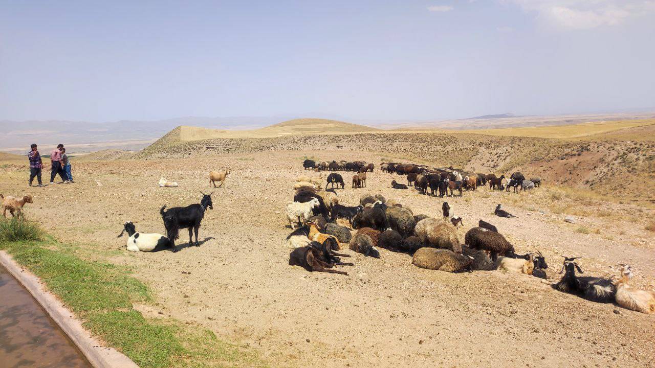 چرای گوسفندان
