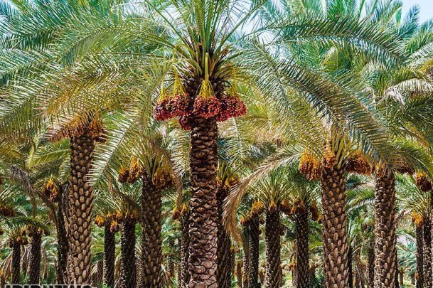 نارضایتی خرماکاران و پسته کاران کرمانی در پی قطع برق