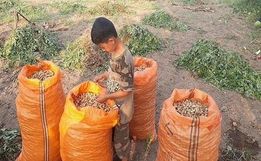 پایان برداشت محصول بادام زمینی در گیلان