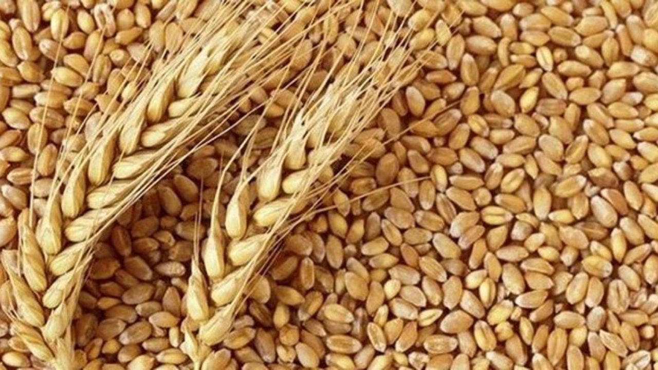 کشف بیش از ۲۵ تن گندم قاچاق در جیرفت