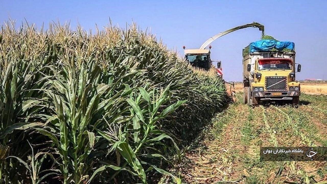 کشاورز میاندوآبی به مرحله کشوری نمونه برتر تولید ذرت علوفه‌ای راه یافت