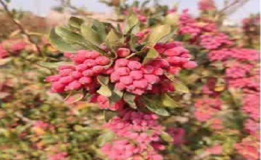 ثمردهی درختان زرشک در کبودان زیرکوه ثمردهی درختان زرشک در کبودان زیرکوه