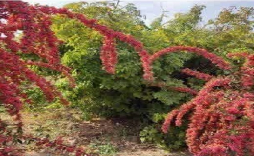ثمردهی درختان زرشک در کبودان زیرکوه ثمردهی درختان زرشک در کبودان زیرکوه