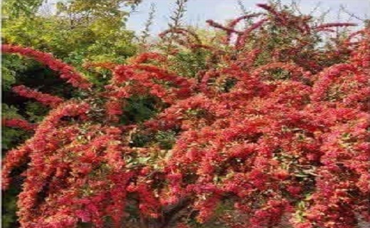 ثمردهی درختان زرشک در کبودان زیرکوه ثمردهی درختان زرشک در کبودان زیرکوه