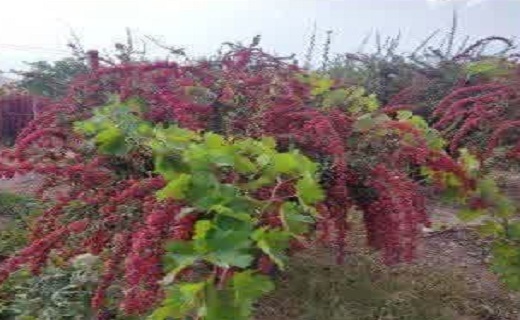 ثمردهی درختان زرشک در کبودان زیرکوه ثمردهی درختان زرشک در کبودان زیرکوه