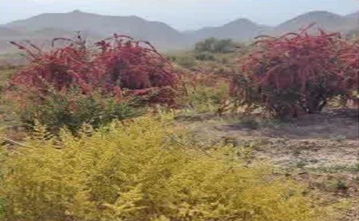 ثمردهی درختان زرشک در کبودان زیرکوه ثمردهی درختان زرشک در کبودان زیرکوه