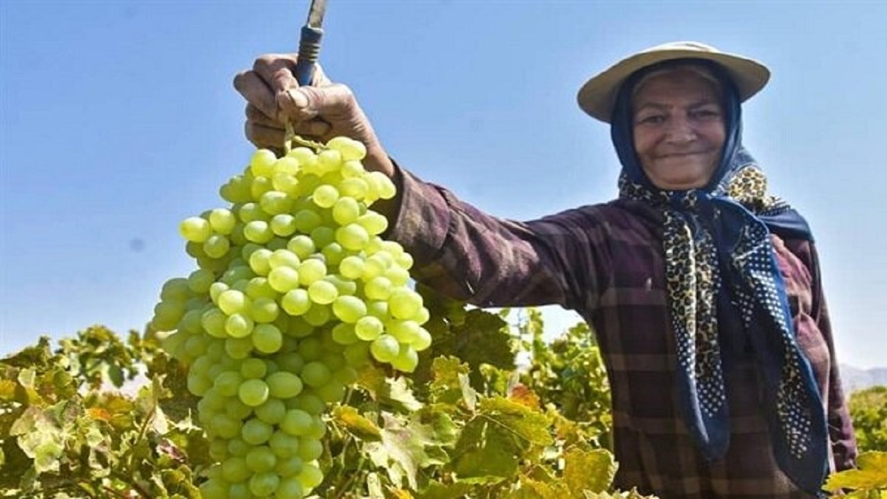 برداشت انگور از تاکستان‌های شهرستان بن+فیلم