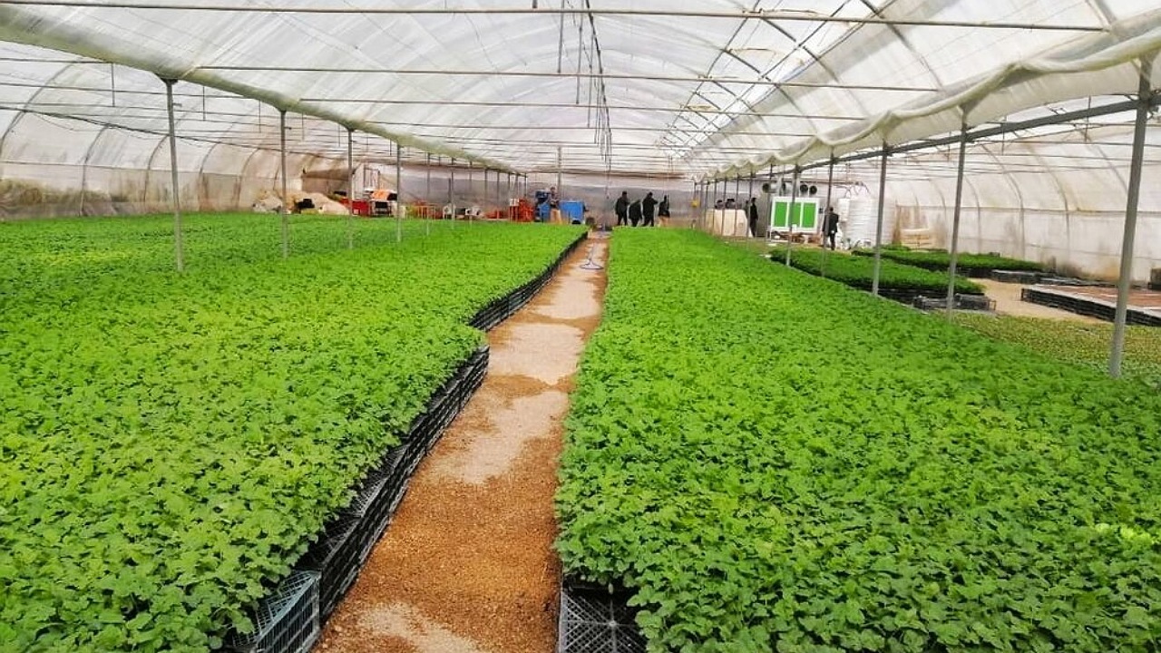 بهره برداری از گلخانه سبزی و صیفی روستای گشنیزجان