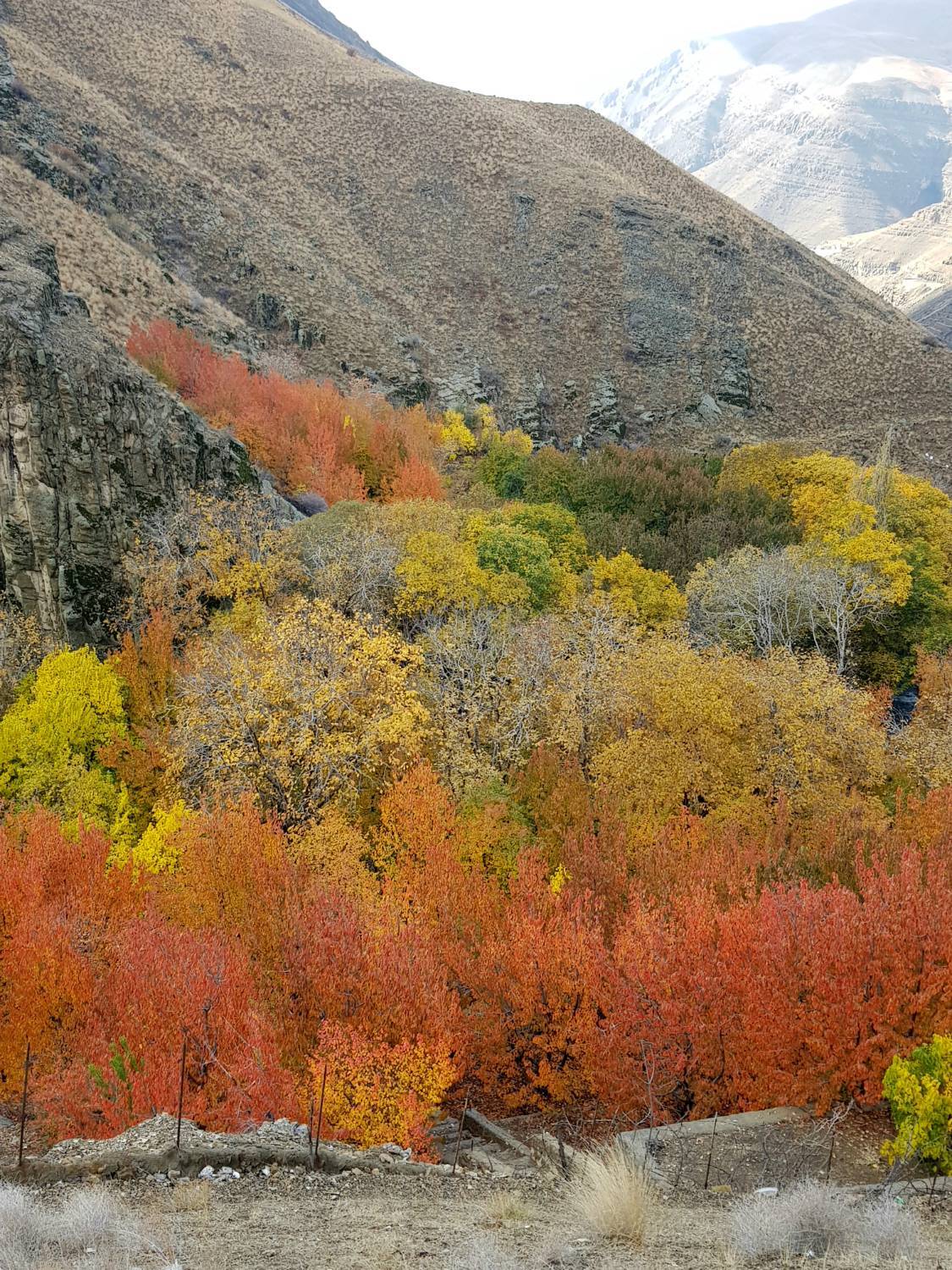 پاییز هزار رنگ در کن
