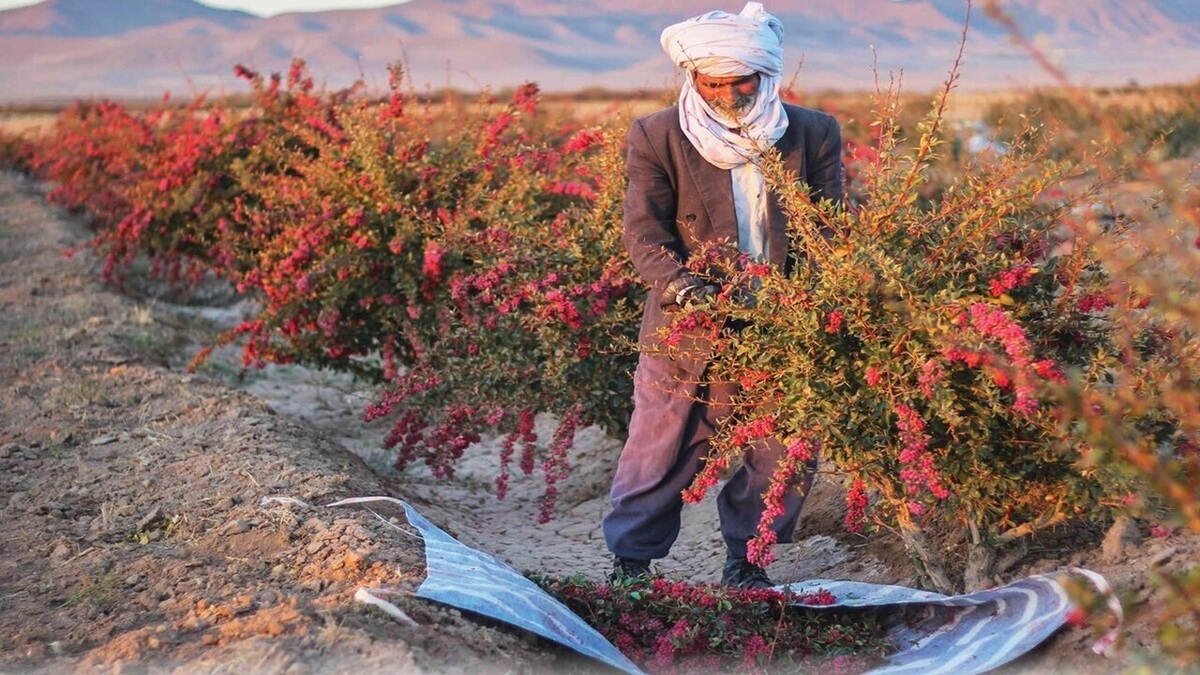 برداشت کُنار در شمیل بندرعباس + فیلم