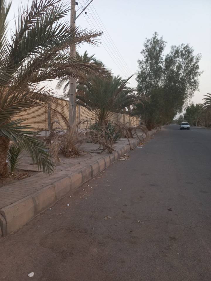 خشک شدن درختان