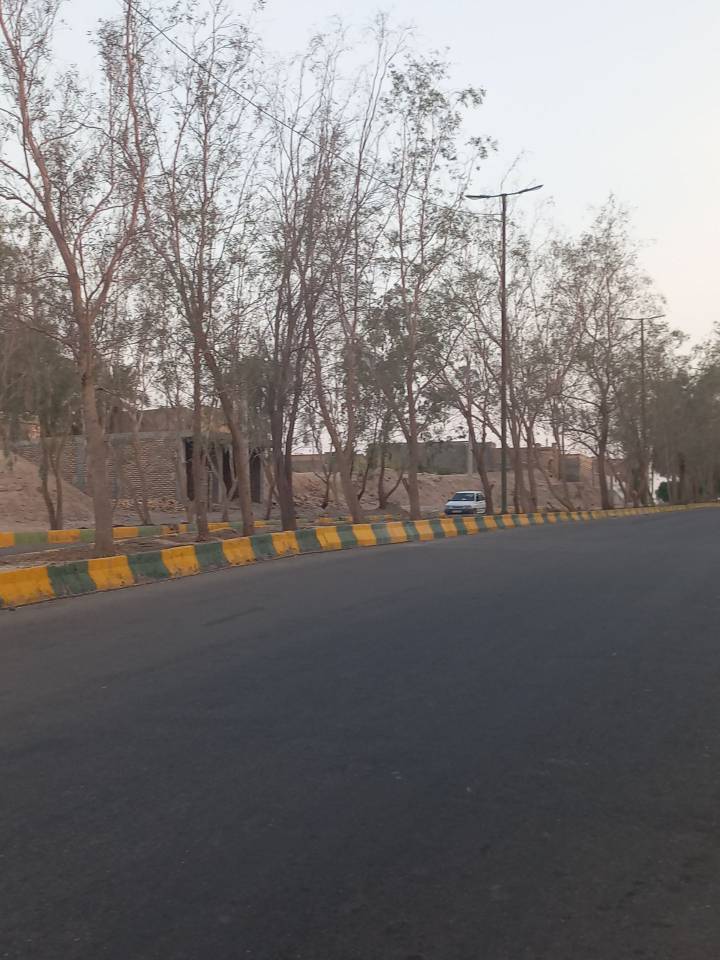 خشک نشدن درختان