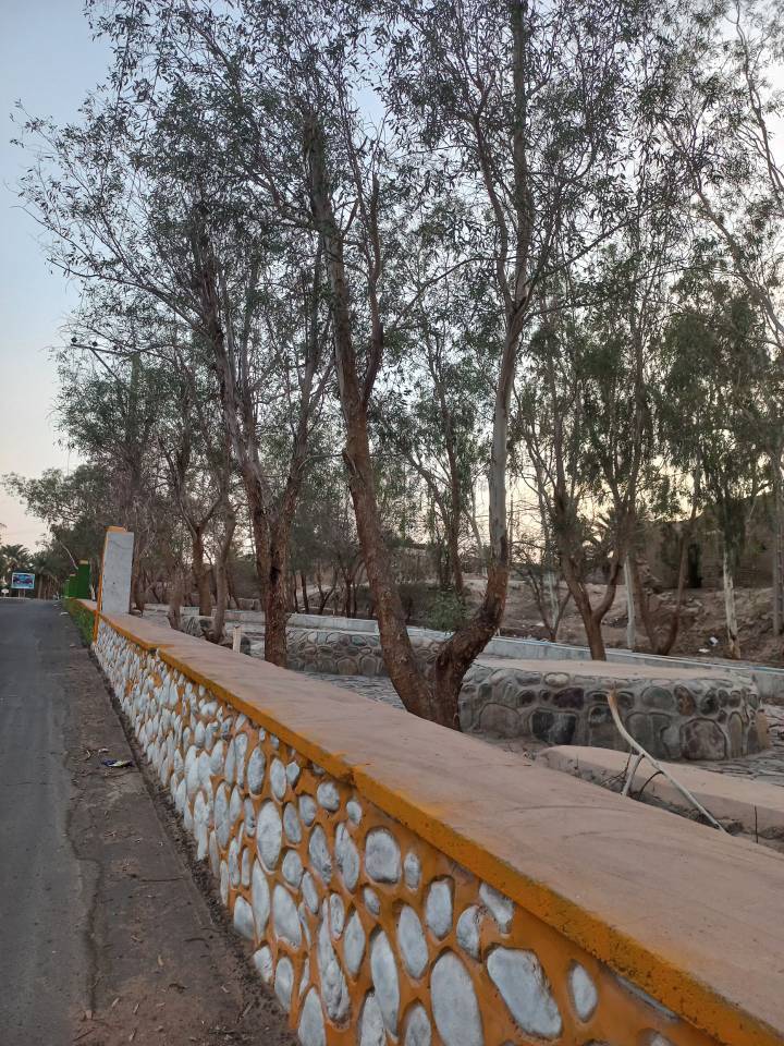 آبیاری شدن درختان
