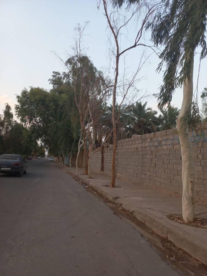 خشکسالی درختان در فهرج