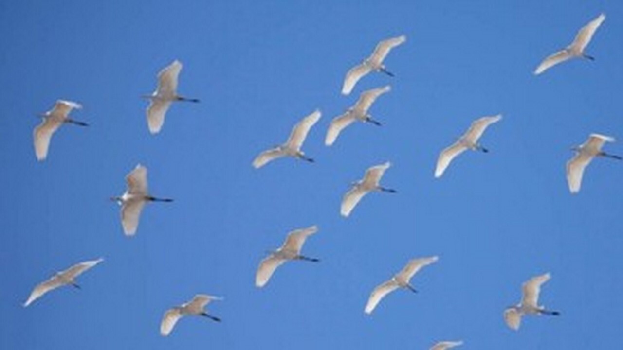 ایلام پذیرای ۳۰ تا ۷۰ گونه پرنده مهاجر زمستان گذران است