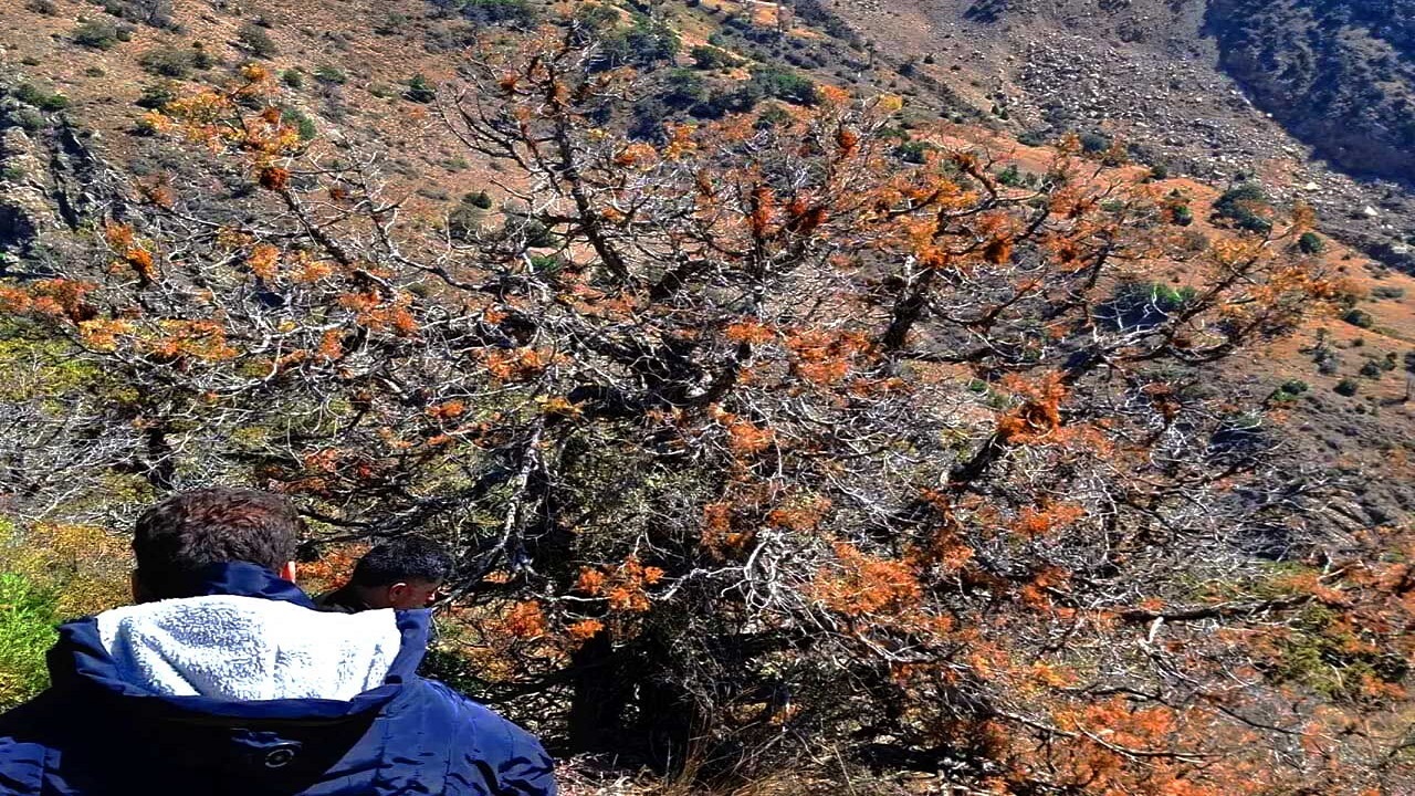 ۲۵۰ هکتار از جنگل طارم به انگل اُرس واش آلوده شد