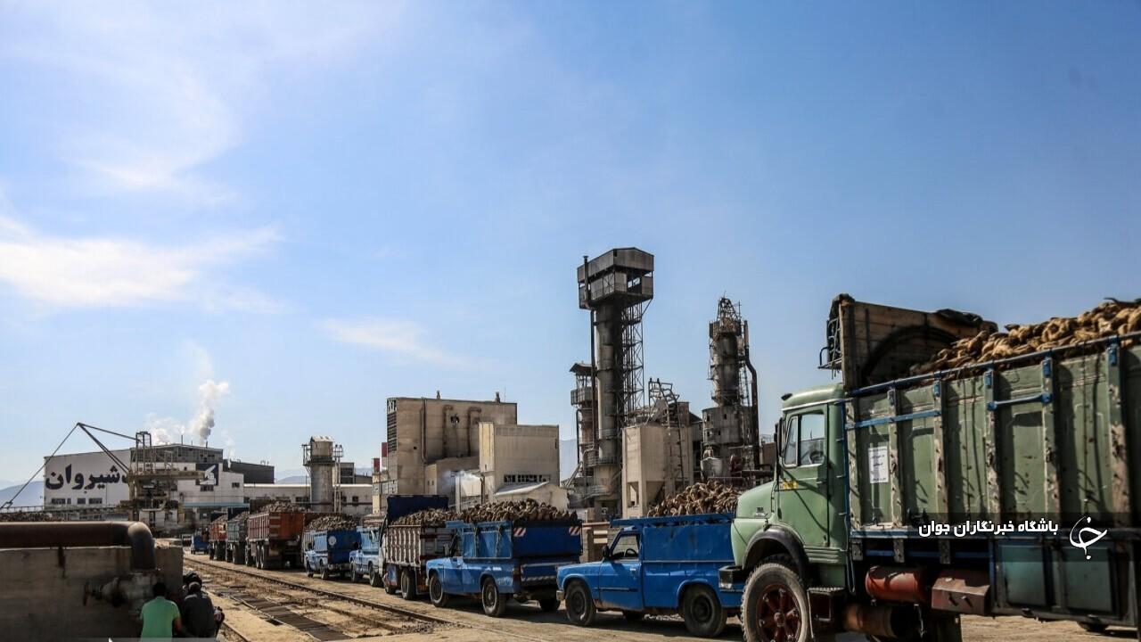 برداشت چغندرقند از سطح ۷ هزار و ۳۰۰ هکتار از مزارع پیرانشهر آغاز شد