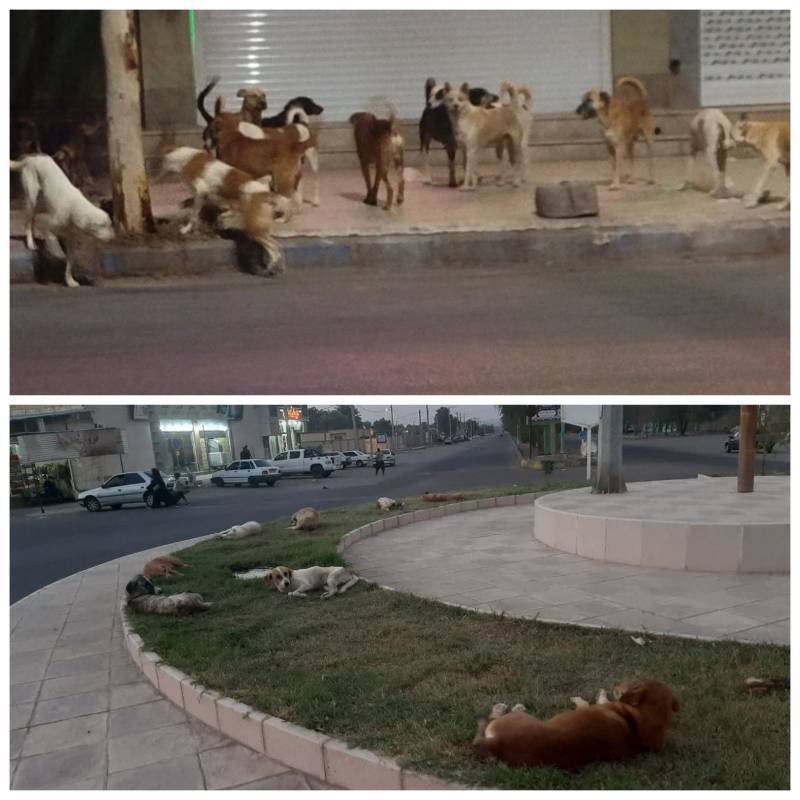 جولان دسته جمعی سگ&zwnj;ها در معابر