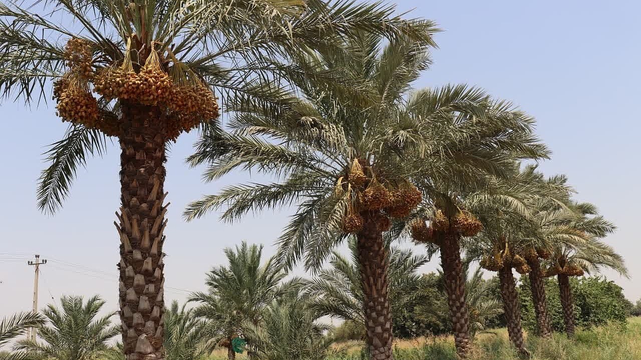 کشاورزان سیستان و بلوچستانی حدود ۲۰۰ هزار تن خرما برداشت کردند