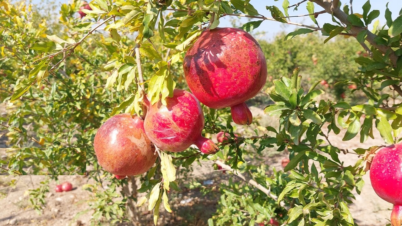 خشکسالی انار ساوه را عقب راند