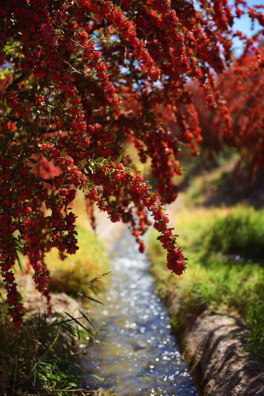 نمای زیبا از درختان زرشک