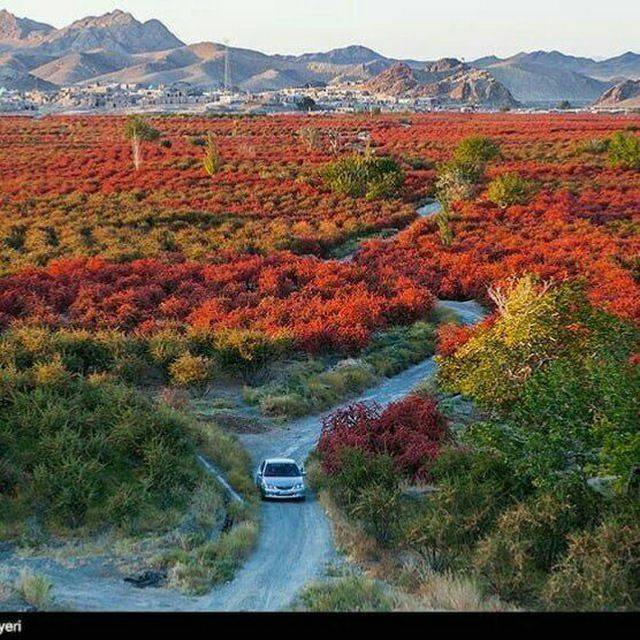 مزرعه زرشک در روستای آفین