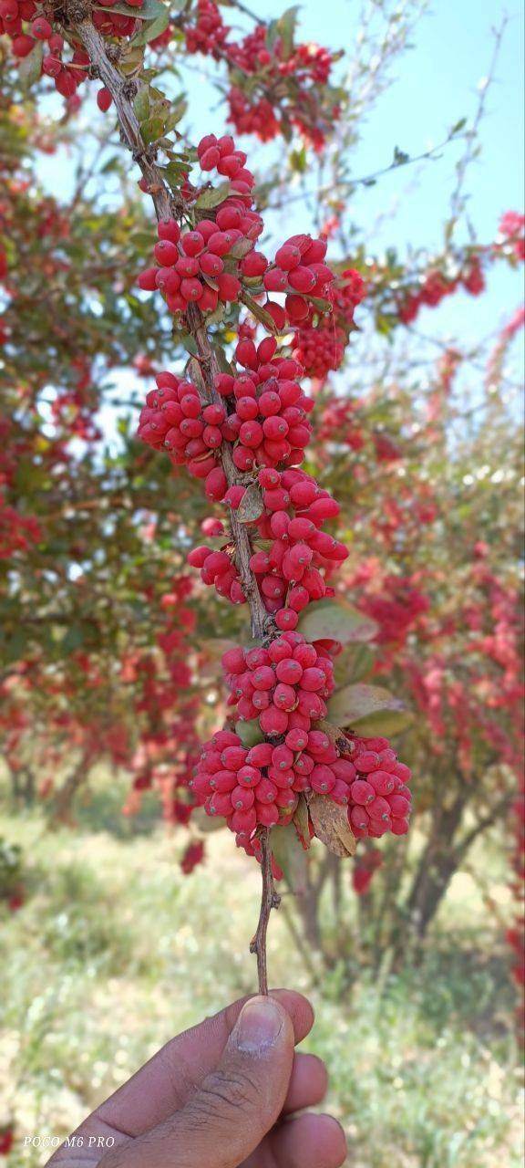 برداشت زرشک
