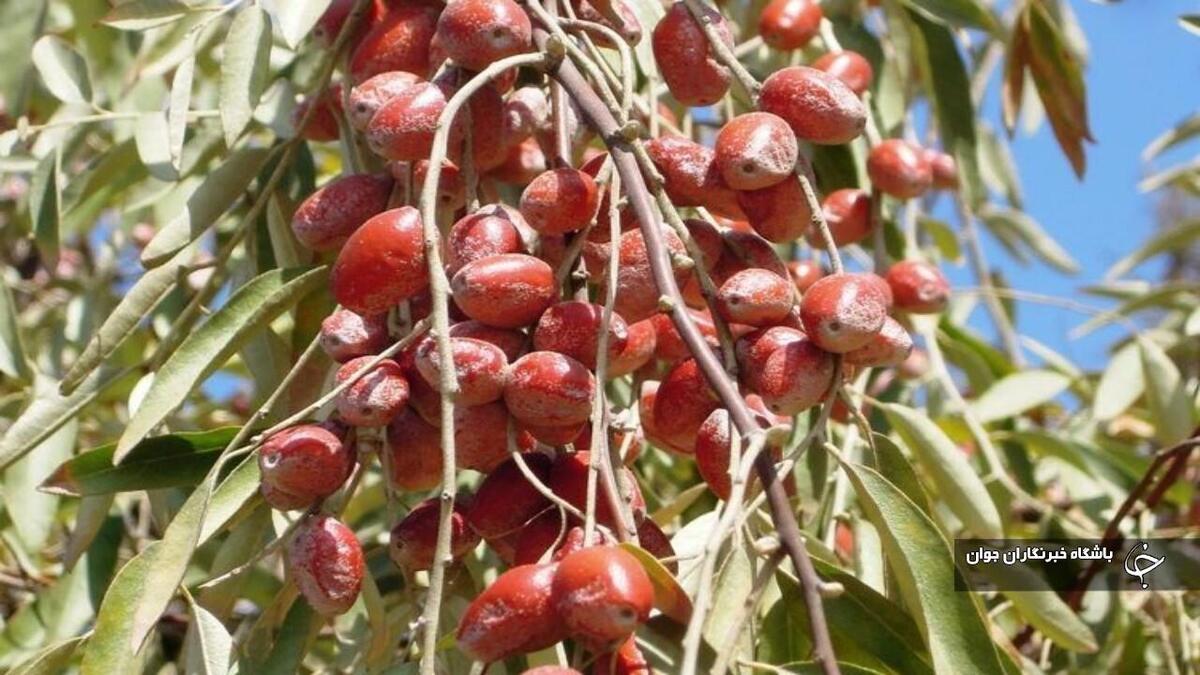 باشگاه خبرنگاران -تداوم کشت محصولات کم‌آب‌بر در آذربایجان‌غربی/ برداشت سنجد آغاز شد