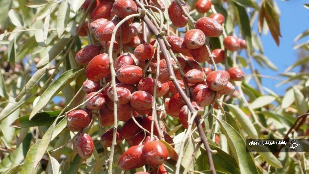 تداوم کشت محصولات کم‌آب‌بر در آذربایجان‌غربی/ برداشت سنجد آغاز شد