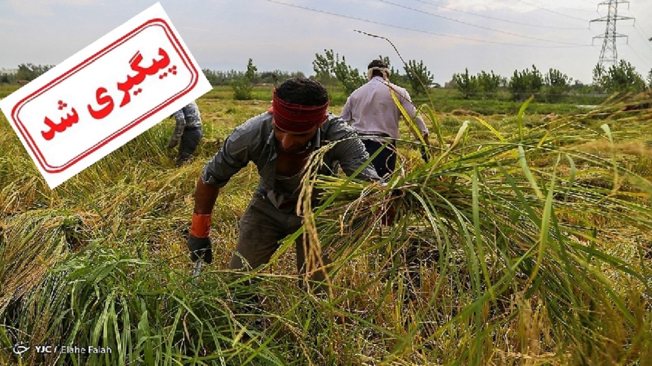 افزایش نرخ شلتوک پیگیری شد