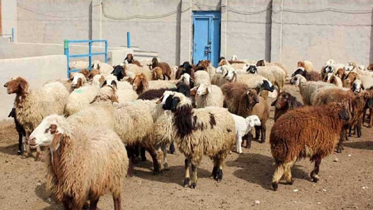 دستبند پليس کرمان بر دستان سارقان زورگير احشام 