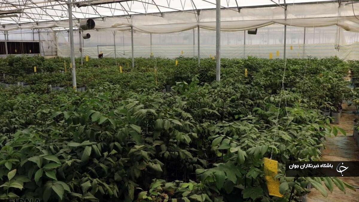 باشگاه خبرنگاران -اجرای طرح سرشماری عمومی کشاورزی آبان ماه آینده در مهاباد